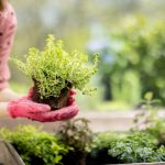 Organic Gardening Tips